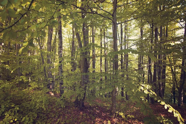 Krajina Lesem Bukovské Vrchy Polsko Evropa — Stock fotografie