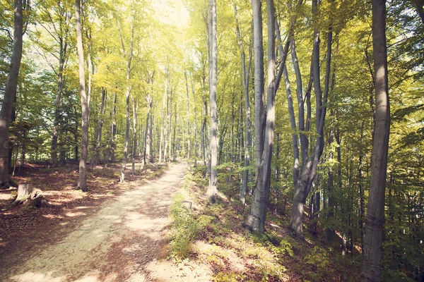 Sommar Solnedgång Bieszczady Bergen Polen Europa — Stockfoto