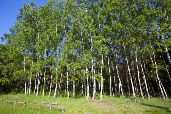 Paisaje Montañas Con Bosque Bieszczady Mountains Polonia Europa —  Fotos de Stock