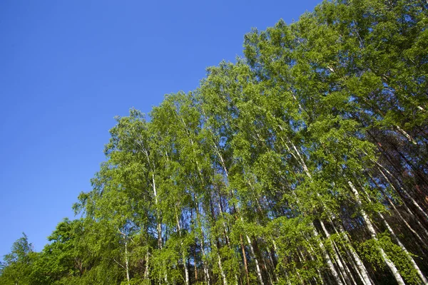 Bieszczady 山脉森林景观 — 图库照片