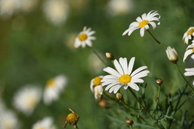 Papatya çiçekleri yeşil sahne arka plan bulanıklık
