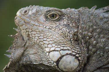 Vahşi iguana kertenkele yüzünü kapat