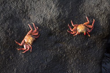 Wild crabs on sea rock next to the water clipart