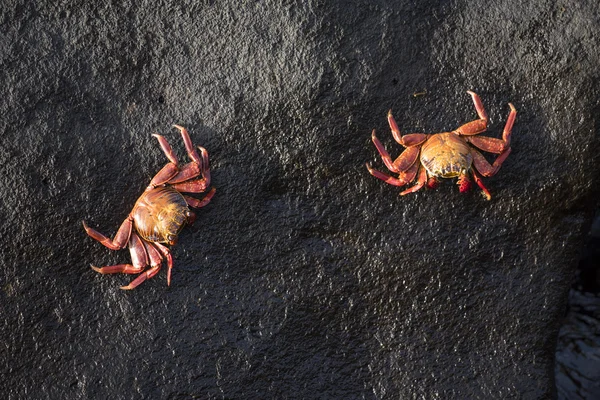 Caranguejos selvagens na rocha do mar ao lado da água — Fotografia de Stock