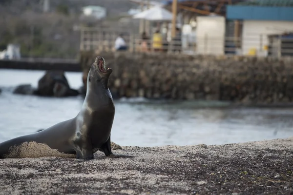 Dzikie lwy morskie wybrzeże wyspy galapagos — Zdjęcie stockowe