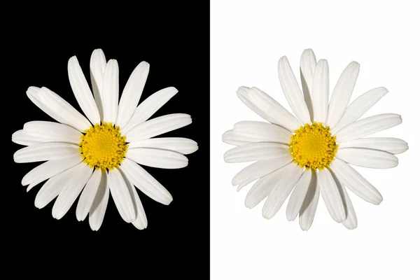 White daisy flower on isolated background — Stock Photo, Image