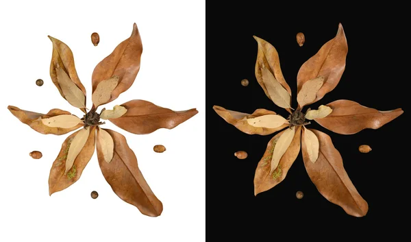 Decoración de hojas de otoño aisladas en forma de flor — Foto de Stock