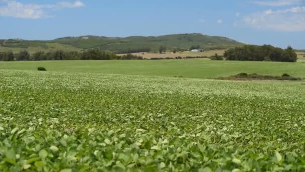 Grönt landsbygdens landskap lämnar rör sig i vinden breeze — Stockvideo