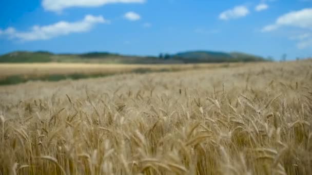 Gouden tarwe oogst boerderij landschap in slow motion — Stockvideo