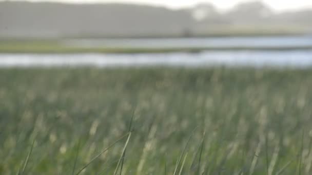 Groen gras bewegen in de wind op lake landschap — Stockvideo