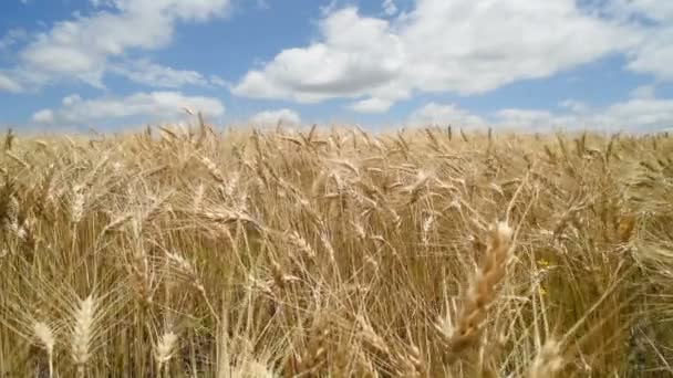 Paysage de la ferme de blé d'or sur ciel bleu 
