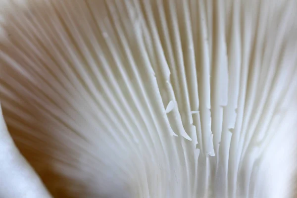 An array of mushrooms — Stock Photo, Image
