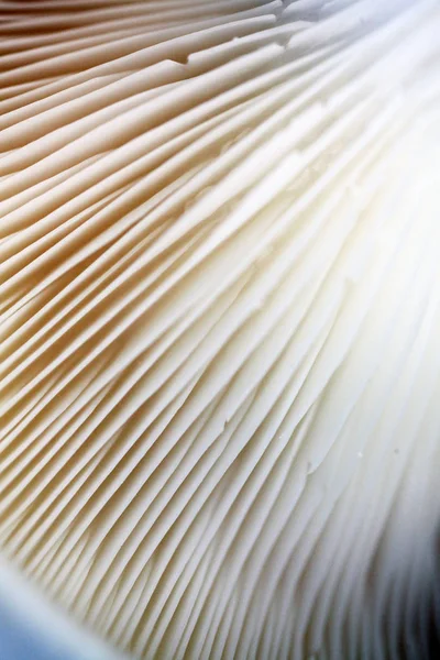 An array of mushrooms — Stock Photo, Image