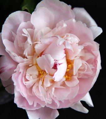 Peonie closeup çiçek