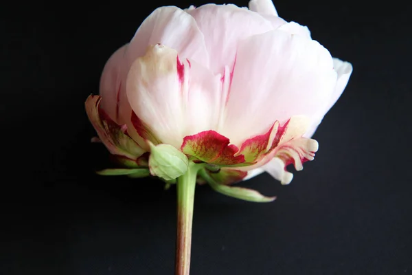 Peonie closeup çiçek — Stok fotoğraf