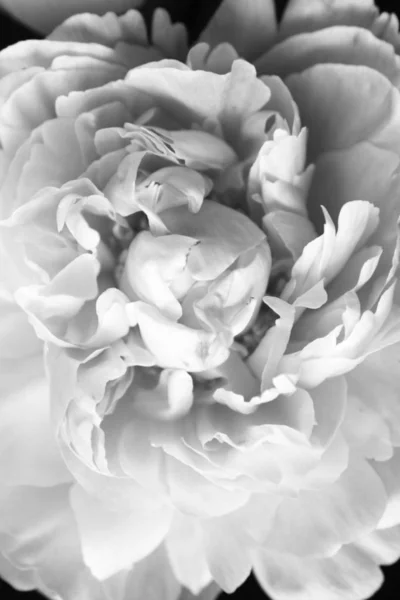 Fechar de flor de Peonie — Fotografia de Stock