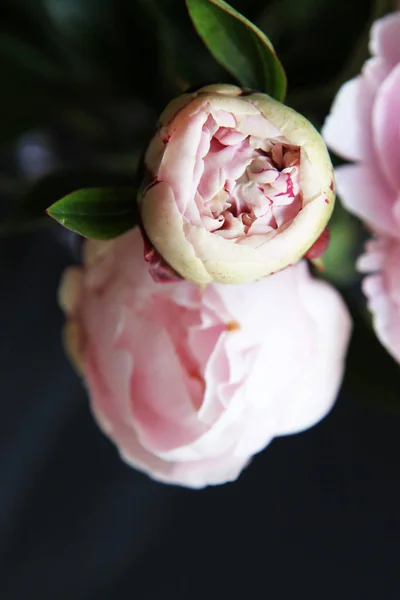 Closeup ostrožkami květ — Stock fotografie