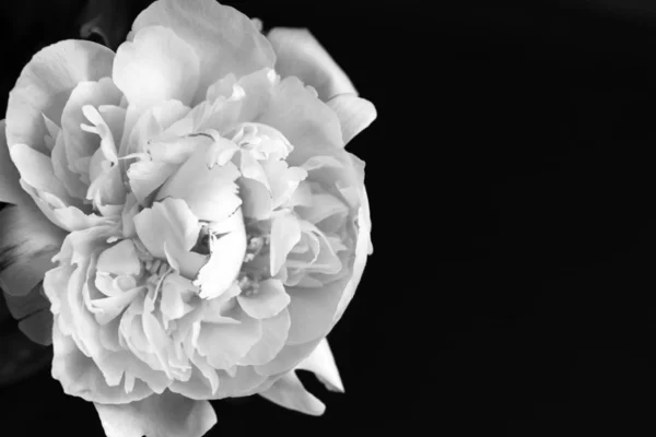 Peonie クローズ アップ花 — ストック写真