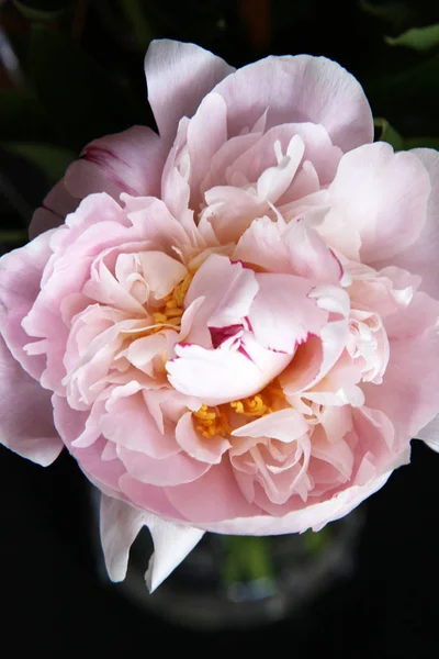 Peonie closeup çiçek — Stok fotoğraf