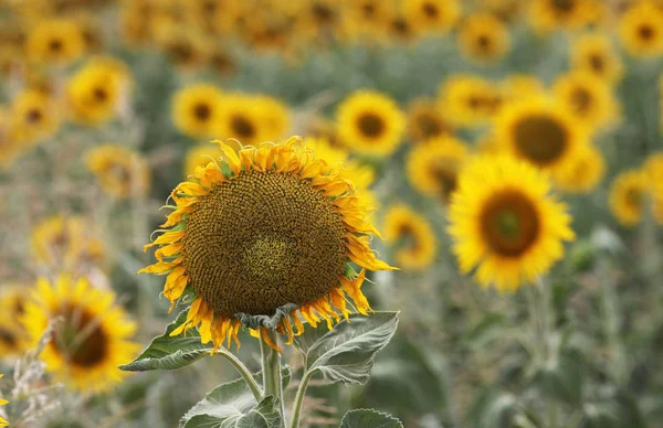 オーストラリア クイーンズランド州の圃場で美しい明るい黄色の太陽の花 — ストック写真