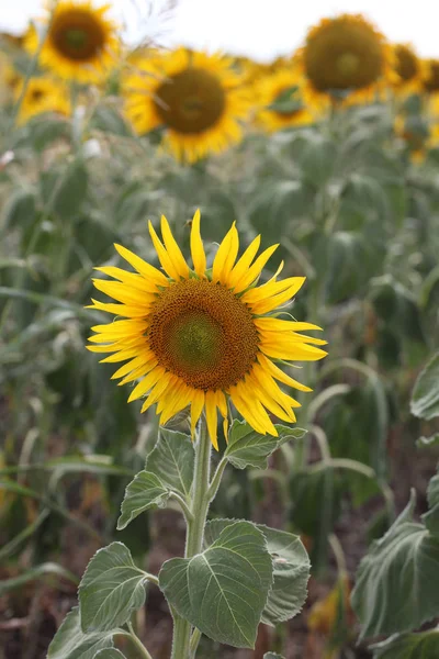 Beautiful Bright Yellow Sun Flowers Farm Field Queensland Australia — Stock Photo, Image