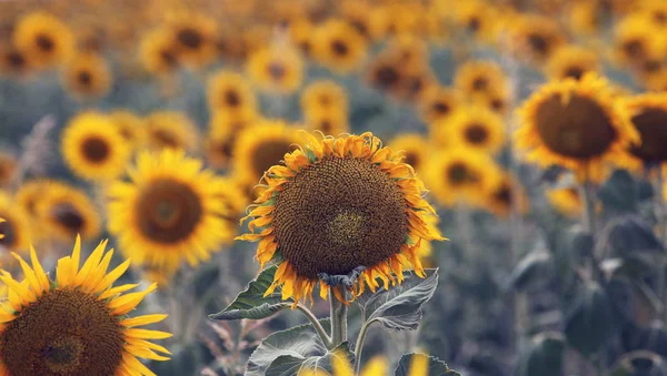 Lindas Flores Sol Amarelo Brilhante Campo Fazenda Queensland Austrália — Fotografia de Stock