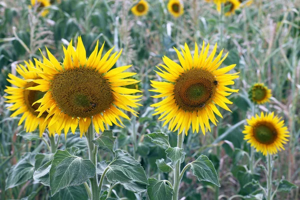 Bellissimi Fiori Sole Giallo Brillante Nel Campo Agricolo Nel Queensland — Foto Stock