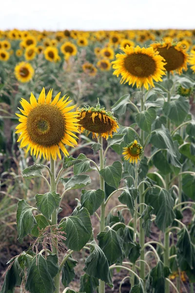 Vackra Ljusa Gula Solen Blommor Gård Fältet Queensland Australien — Stockfoto