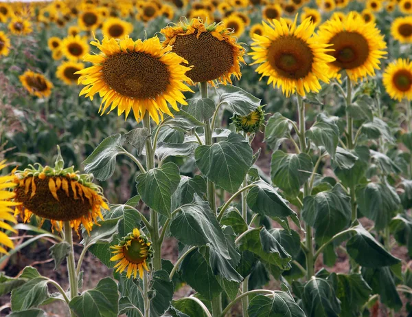 Beautiful Bright Yellow Sun Flowers Farm Field Queensland Australia — Stock Photo, Image