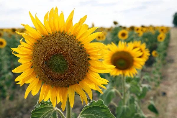 Hermosas Flores Sol Amarillo Brillante Campo Granja Queensland Australia — Foto de Stock