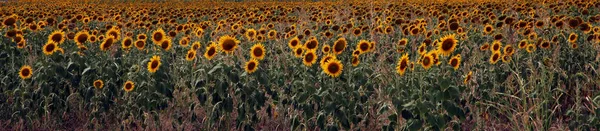 Beautiful Bright Yellow Sun Flowers Farm Field Queensland Australia — Stock Photo, Image