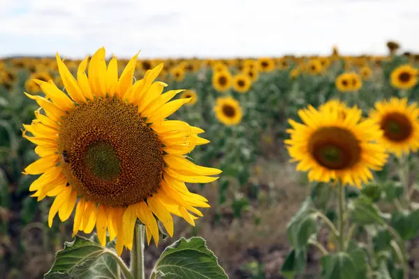 Vackra Ljusa Gula Solen Blommor Gård Fältet Queensland Australien — Stockfoto