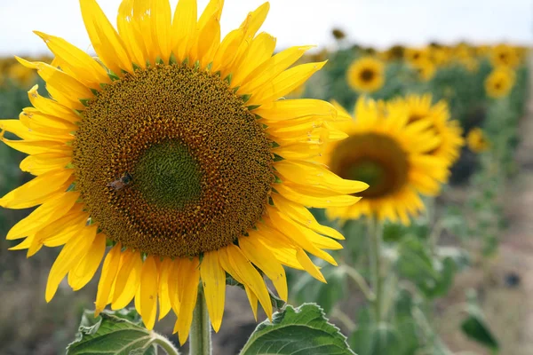 オーストラリア クイーンズランド州の圃場で美しい明るい黄色の太陽の花 — ストック写真