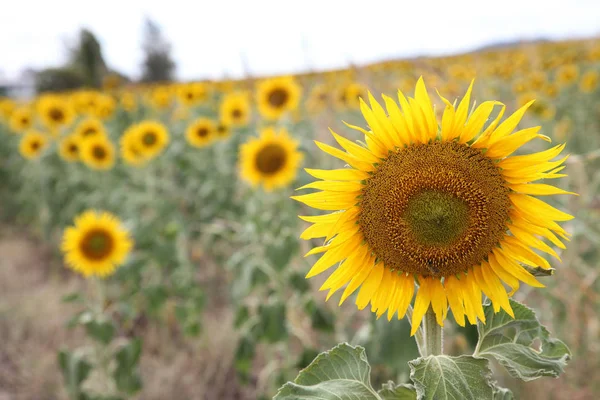 Όμορφο Φωτεινό Κίτρινος Ήλιος Λουλούδια Στο Αγρόκτημα Πεδίο Στο Queensland — Φωτογραφία Αρχείου