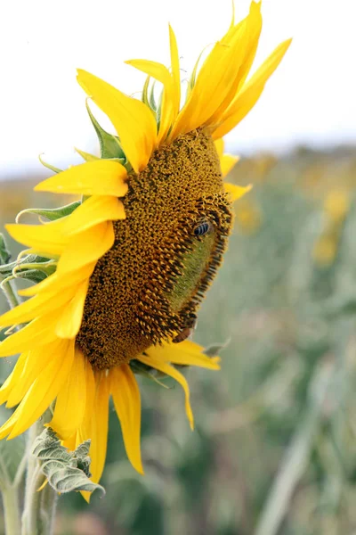 Ярко Желтые Солнечные Цветы Фермерском Поле Австралийском Штате Квинсленд — стоковое фото