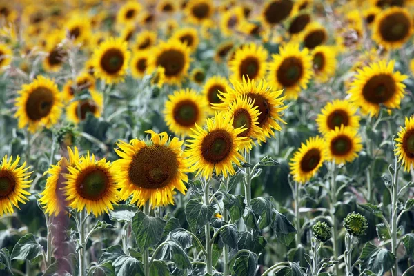 Όμορφο Φωτεινό Κίτρινος Ήλιος Λουλούδια Στο Αγρόκτημα Πεδίο Στο Queensland — Φωτογραφία Αρχείου