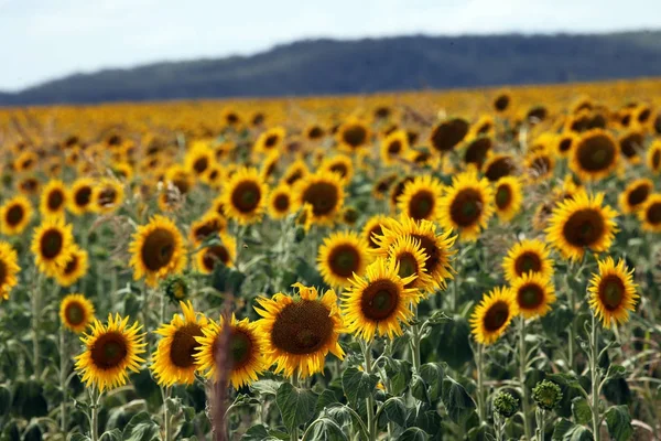 Lindas Flores Sol Amarelo Brilhante Campo Fazenda Queensland Austrália — Fotografia de Stock