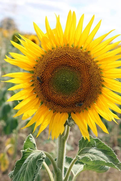 Красивий Яскраво Жовте Сонце Квіти Сфері Ферми Штаті Квінсленд Австралія — стокове фото