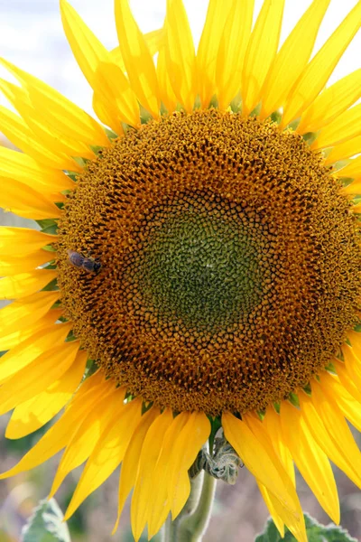 Beautiful Bright Yellow Sun Flowers Farm Field Queensland Australia — Stock Photo, Image