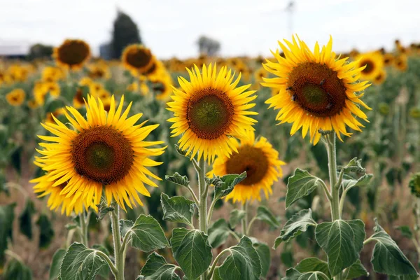 Queensland Avustralya Çiftlik Tarlada Güzel Parlak Sarı Güneşin Çiçekler — Stok fotoğraf