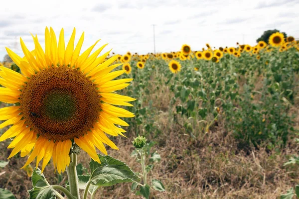 Lindas Flores Sol Amarelo Brilhante Campo Fazenda Queensland Austrália — Fotografia de Stock