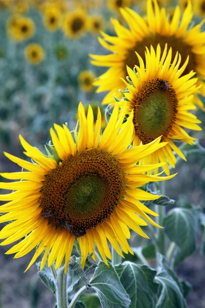 Beautiful Bright Yellow Sun Flowers Farm Field Queensland Australia — Stock Photo, Image