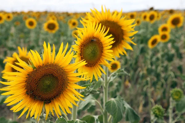 Beautiful Bright Yellow Sun Flowers Farm Field Queensland Australia — Stock Photo, Image