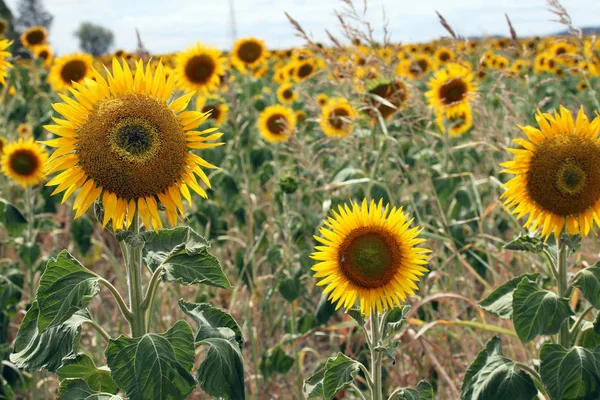 Lindas Flores Sol Amarelo Brilhante Campo Fazenda Queensland Austrália — Fotografia de Stock