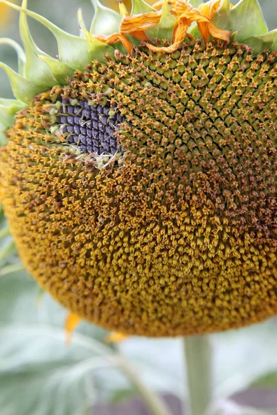 Kwiaty Piękne Żółte Słońce Dziedzinie Hodowli Queensland Australia — Zdjęcie stockowe