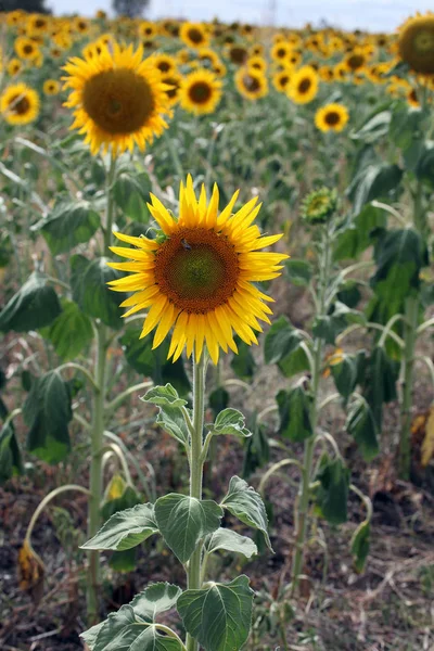 Vackra Ljusa Gula Solen Blommor Gård Fältet Queensland Australien — Stockfoto