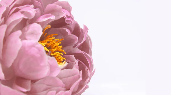 Schöne Blassrosa Pfingstrosenblüten Auf Weißem Hintergrund — Stockfoto