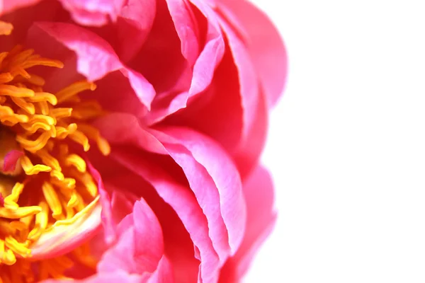 Belles Fleurs Pivoine Rose Pâle Sur Fond Blanc — Photo