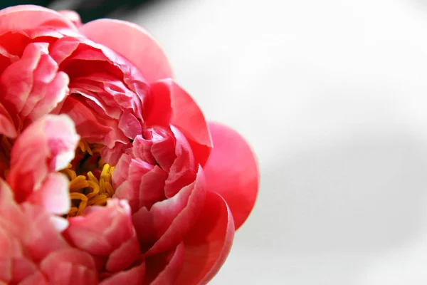 白色背景上美丽的淡粉牡丹花 — 图库照片