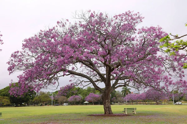 Krásné Pulzující Fialové Jacandry Parku Queensland — Stock fotografie